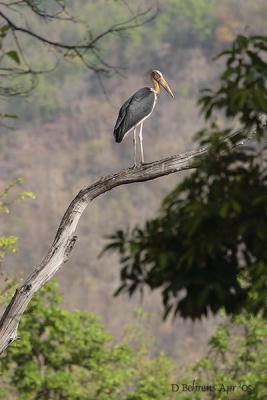 u13/dbehrens/medium/42600733.LesserAdjutantStork.jpg