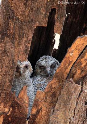 u13/dbehrens/medium/42600766.MottledWoodOwlchicks.jpg