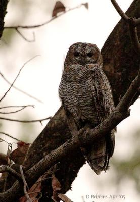 u13/dbehrens/medium/42600769.MottledWoodOwl.jpg