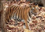 Tiger cub 2.jpg