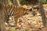 Tiger cub 3.jpg