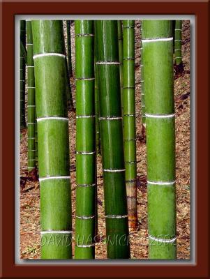 Giant Bamboo Forest