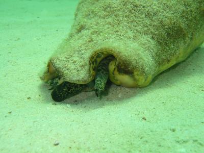 Powershot A40
Conch - Grand Cayman