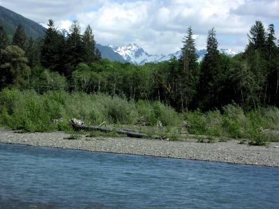 NEAR HOH RAIN FOREST