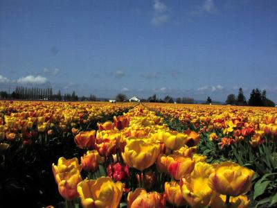 u13/ddawson/medium/3673721.TULIPFIE.jpg