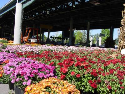 Fall Mums