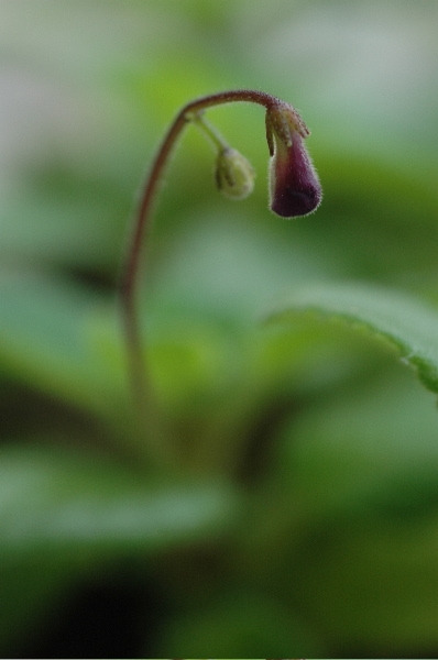 Bokeh.jpg