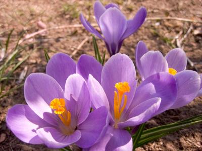 Fleurs  ,   Flower