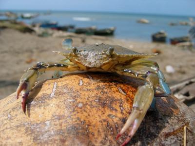 crabe