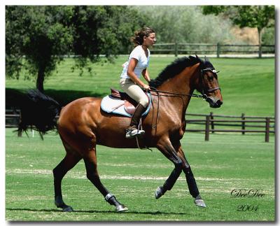 olympic_horse_trials