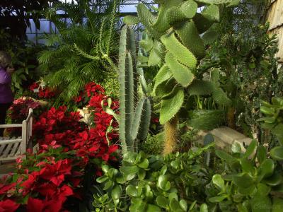 u13/demorcan/medium/38462889.Succulents.jpg