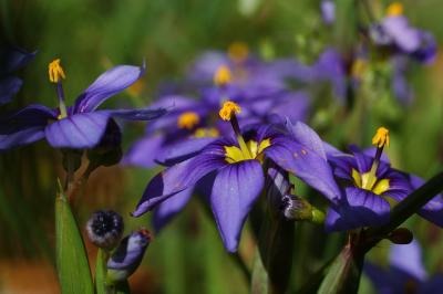 Blue-eyed Grass.jpg