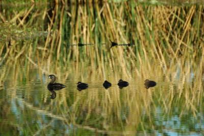 Grebe Mom and Babies.jpg