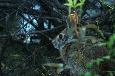 Marsh Rabbit.jpg