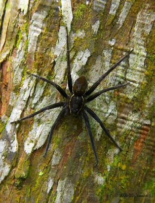 Unknown Swamp Spider