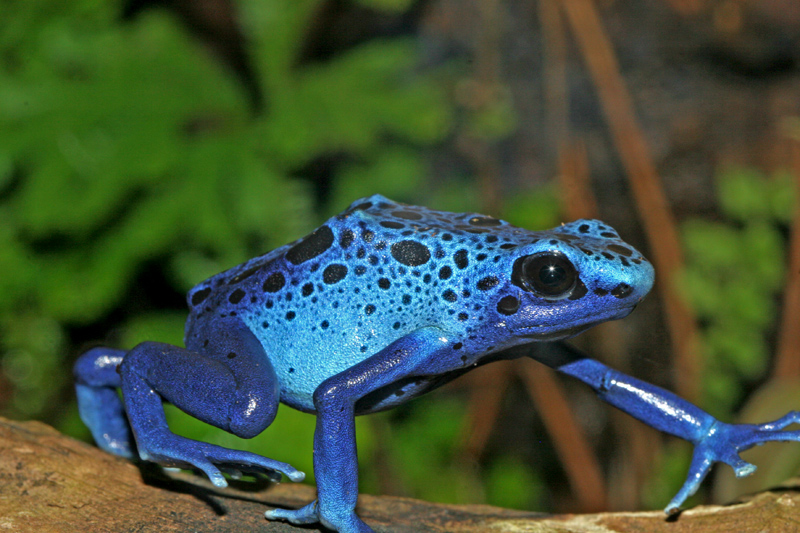 Frog Walk