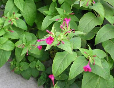 Trumpet Flower in Bloom