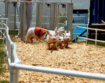 Alaskan Pig Races