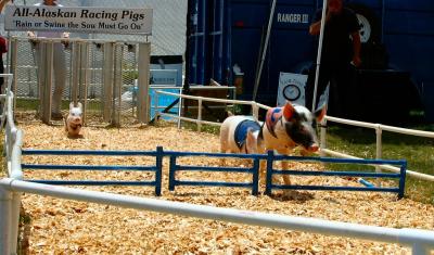 u13/dianedj/medium/3679709.pig_race_04.jpg