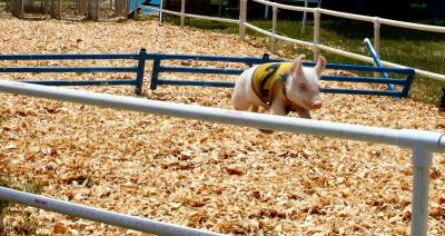 Alaskan Pig Races