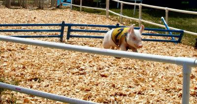 pig_race_05.jpg