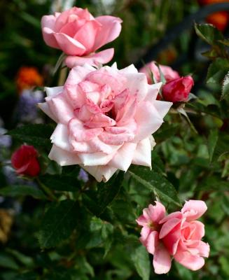 u13/dianedj/medium/3705322.pink_roses.jpg