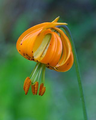 Mt. Rainier-Columbia Lilly2w.jpg