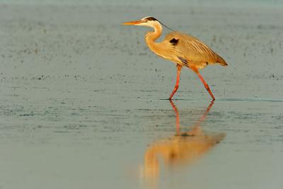 u13/dickg/medium/42592072.Ft.DeSotoGreatBlueHeronatsunset1w.jpg