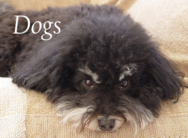 Dogs