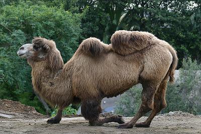 Camel Curtsy