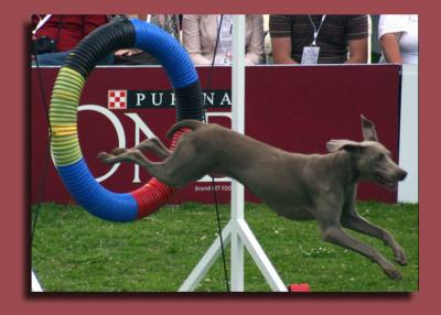 u13/digitalgee/medium/42476977.Agility1.jpg