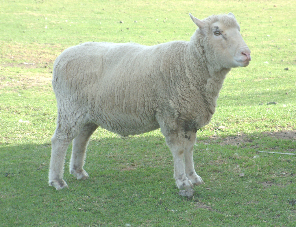 sheep2.jpg