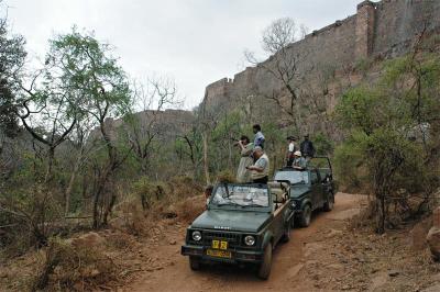 Looking For The Big Cat