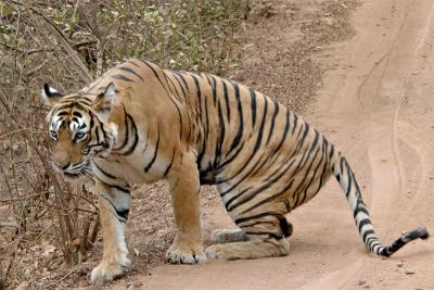 Tigress 5
