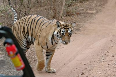 Tigress 6