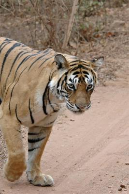 Tigress 6 crop