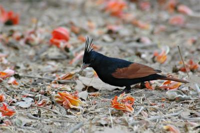 Crested Bunting