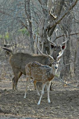 Spotted and Sambhar Deer