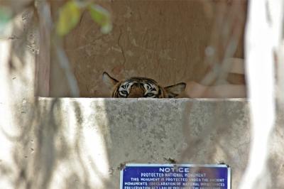 Tigress on Park gate