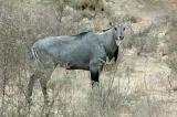 Blue Bull