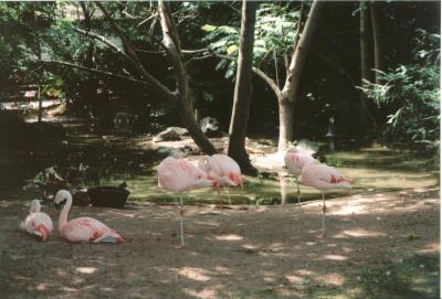 Pink Flamingos at Roger Williams Park Zoo