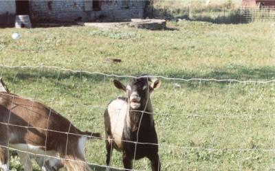 goat - look whos talking