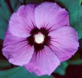 Rose of Sharon