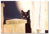 Black Cat