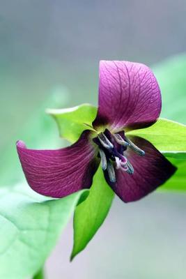 Purple Trillium.jpg