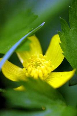 u13/dj/medium/3454340.HiddenButtercup.jpg