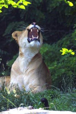 Hear me roar.jpg