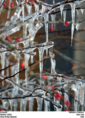 Winters Thorns.jpg