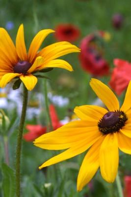 Wildflowers2.jpg