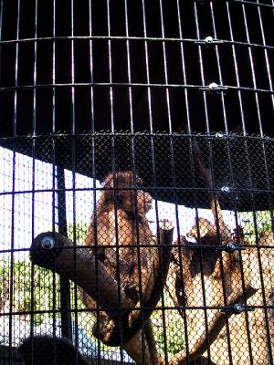 caged.jpg